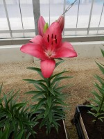 [4092 Cecina DJ No301.JPG]